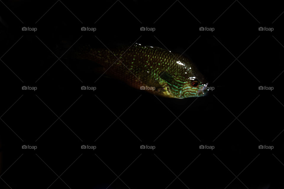 Night with a Sunfish. The beauty of the sunfish comes out brilliantly at night