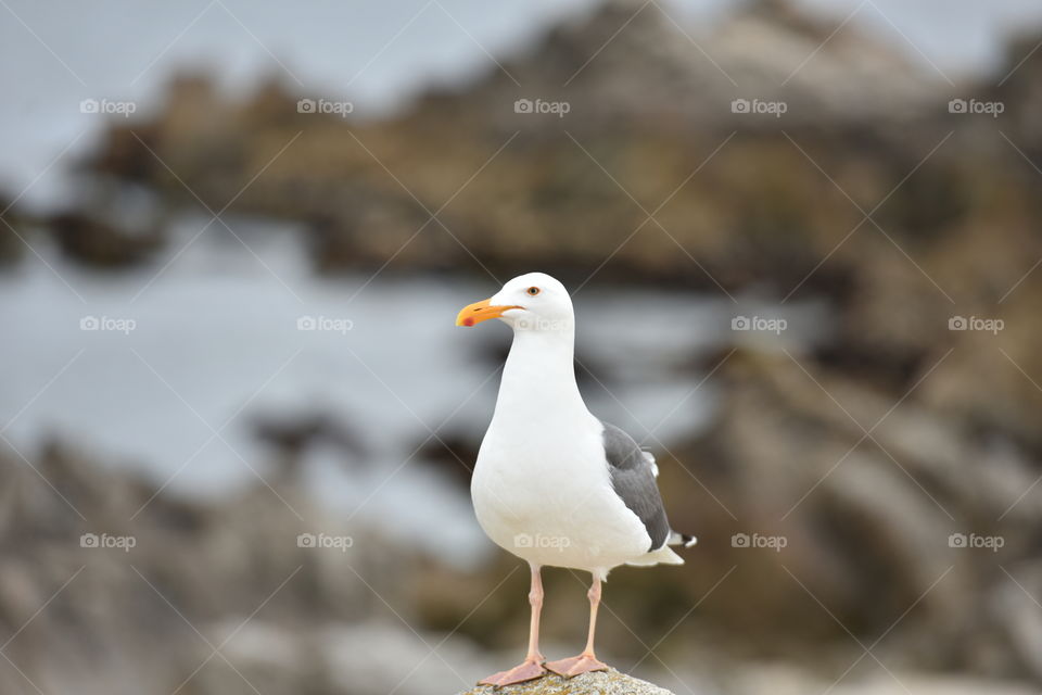 Seagull perched on a rock in California coast.