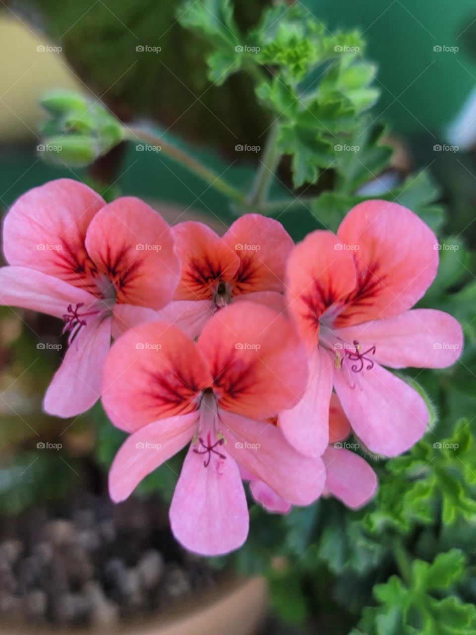 Spring paints the world in vivid hues. Soft pink cherry blossoms, tender green leaves, sunny yellow daffodils, and sky-blue clear days blend into a breathtakingly beautiful palette.