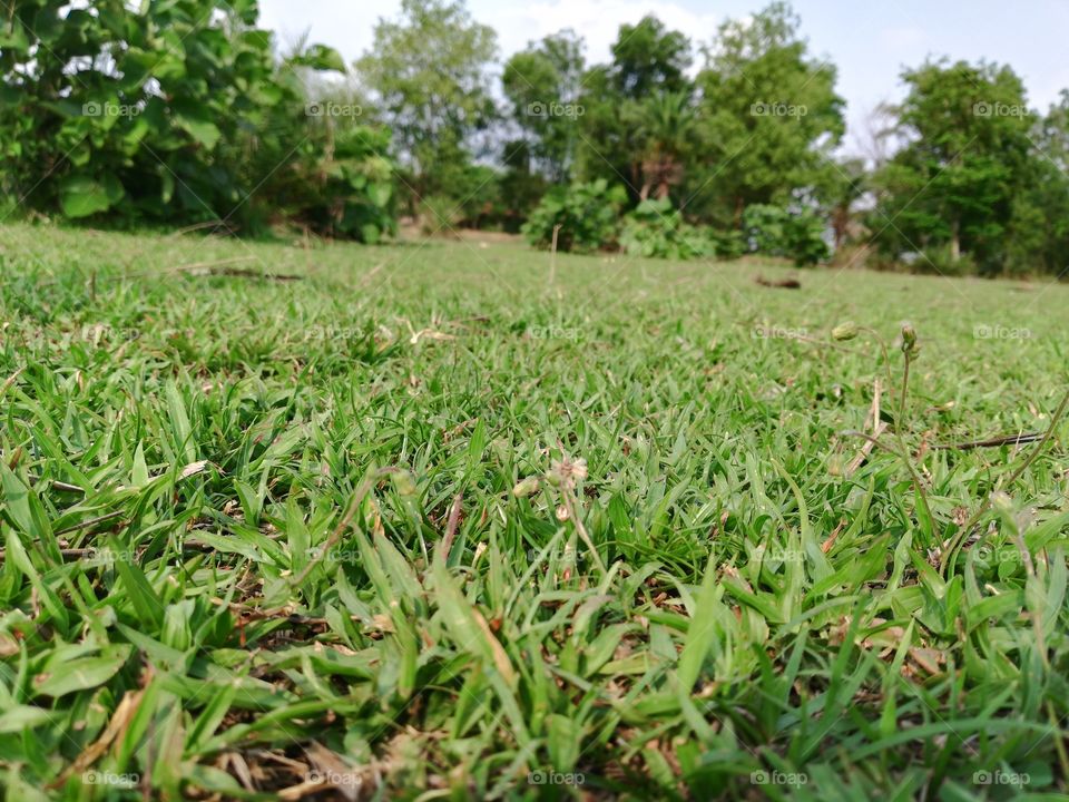 grass