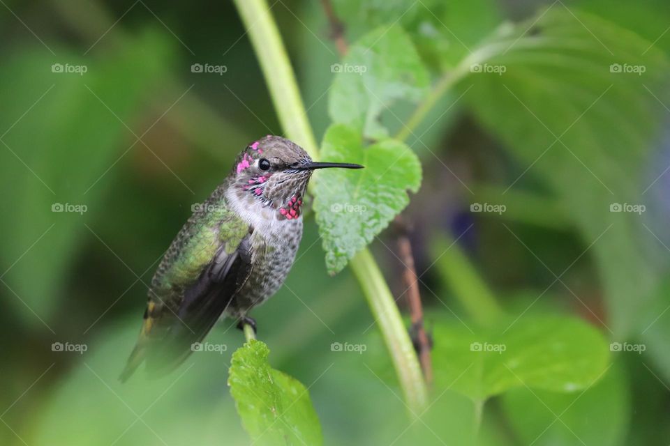 Hummingbird perching 