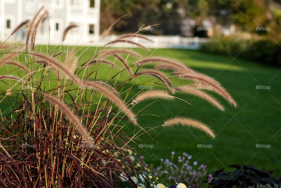 Sea Grass on Resort at Kennebunkport Maine