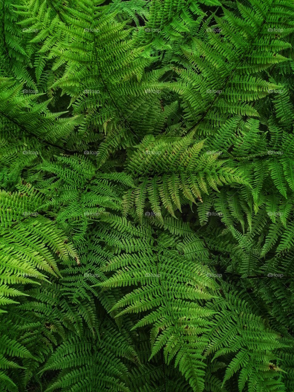 Gorgeous green ferns in the wild.