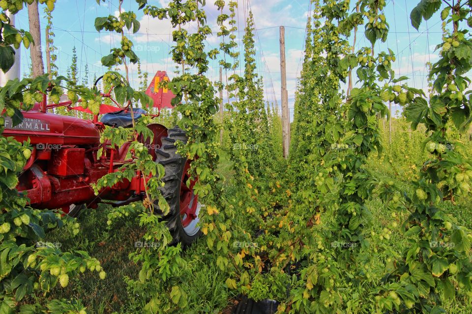 Koester hop farm