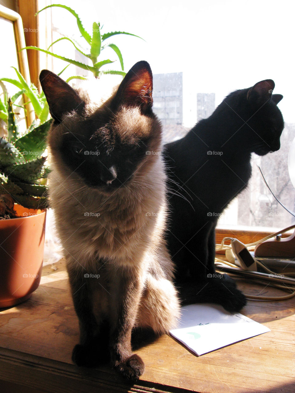 two cats at the window