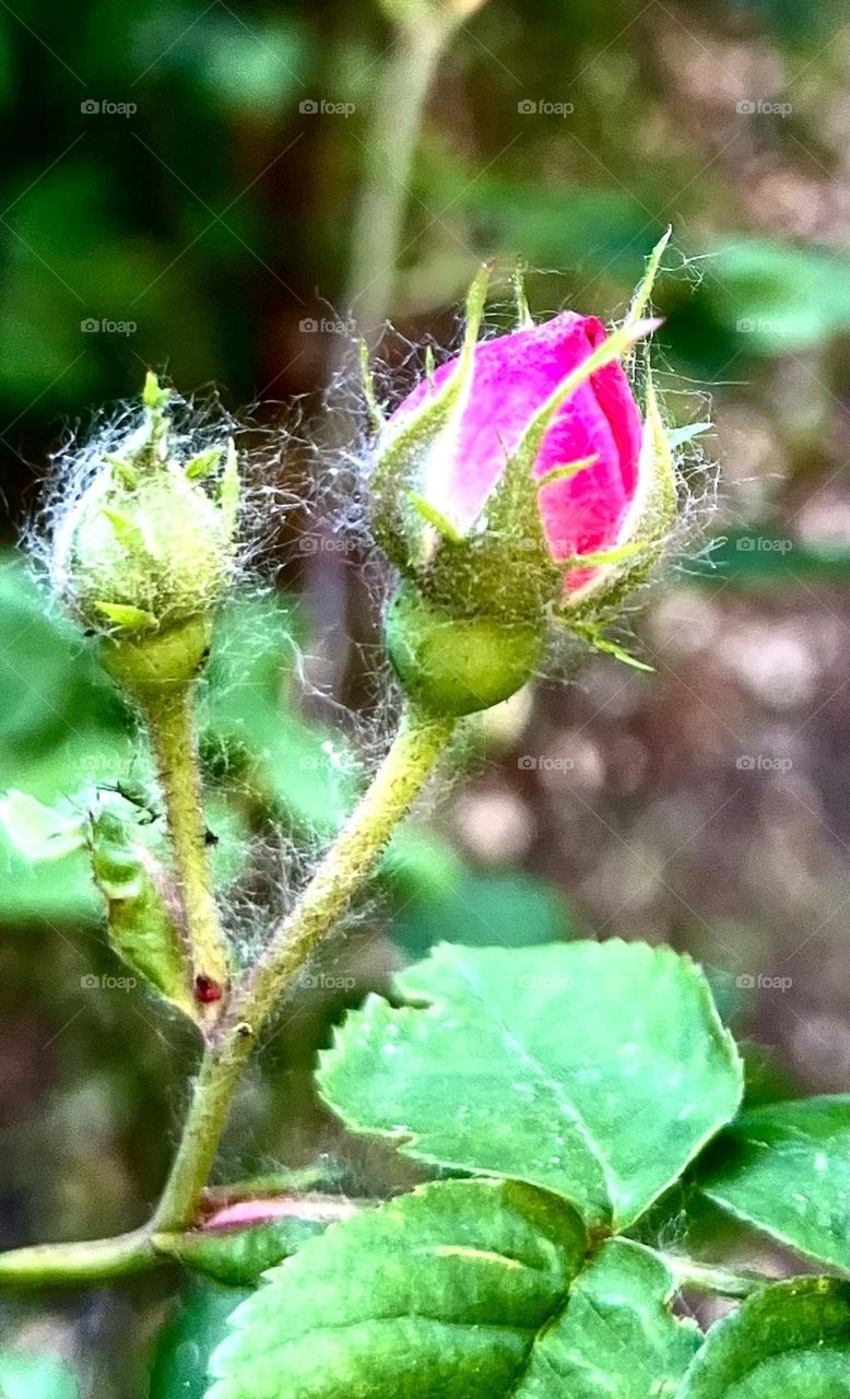 The photo shows two unopened rose buds surrounded by poplar fluff. Rose buds look fresh, with petals tightly closed, not yet revealing their beauty.