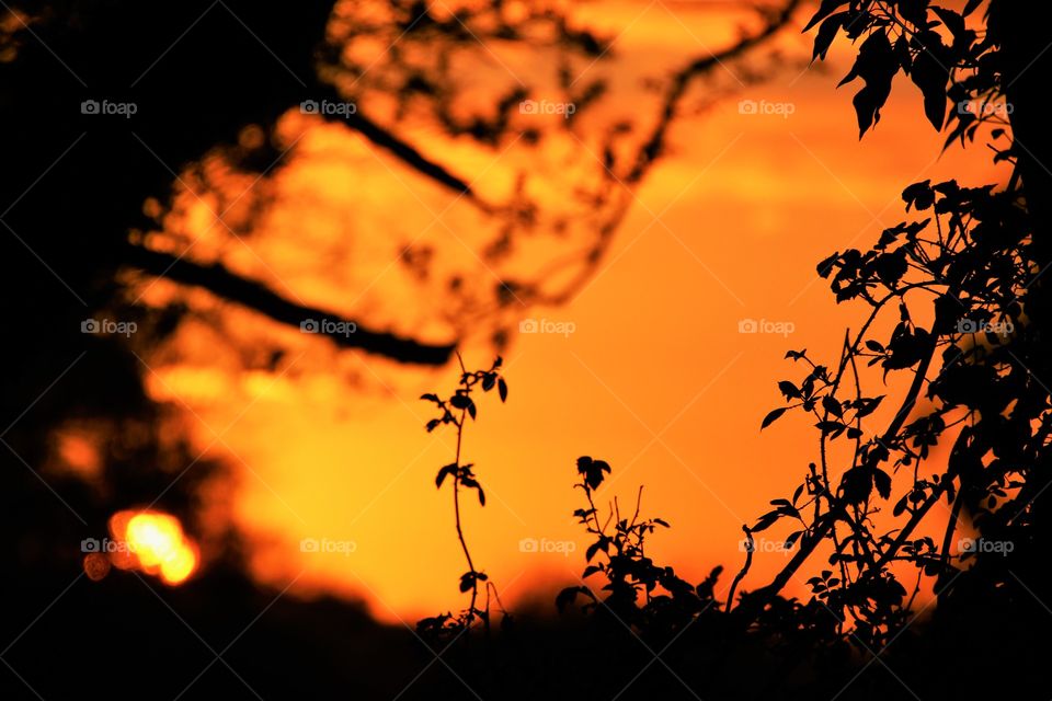 Silhouette of tree branches