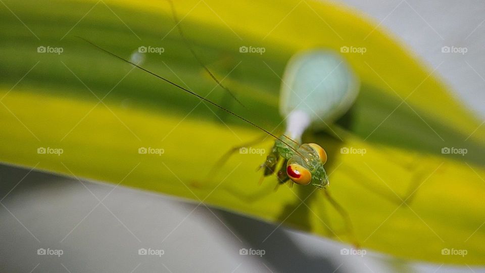 "Atleast wipe your camera lenses, look disgusting" Disgusting expression of a mantis, mantis who hate cameras, who are you look of mantis, mantis head turning look