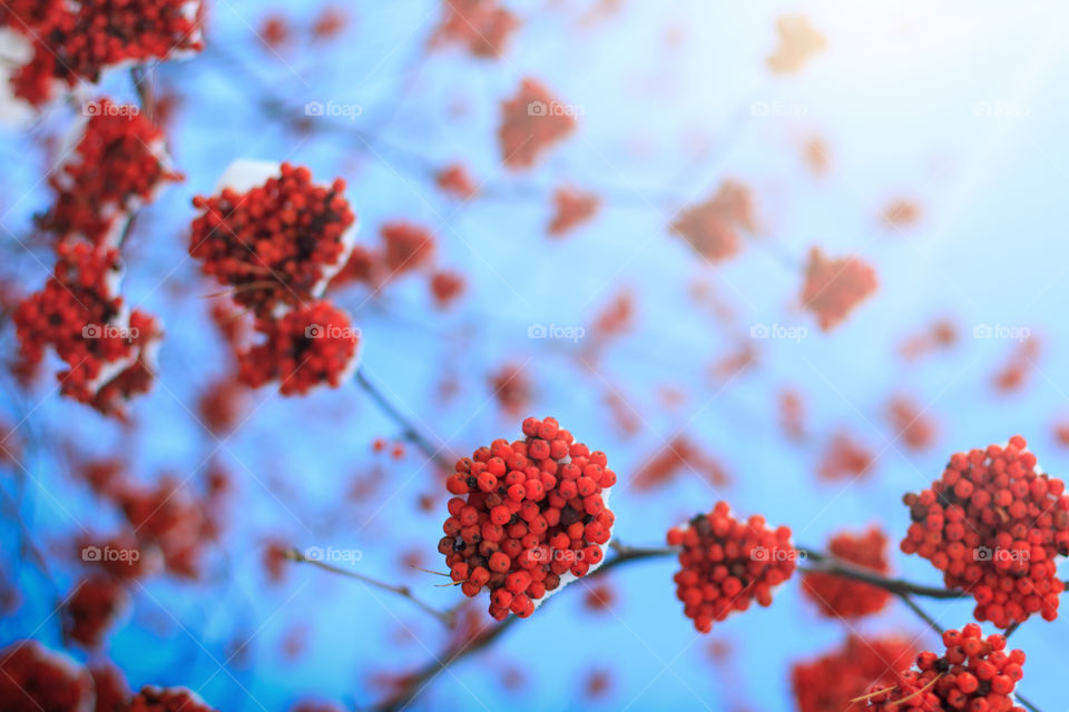 Close-Up of red berries growing on tree