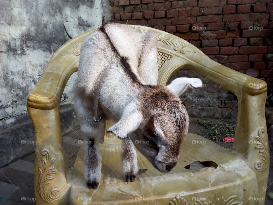 Cute Little Baby Goat