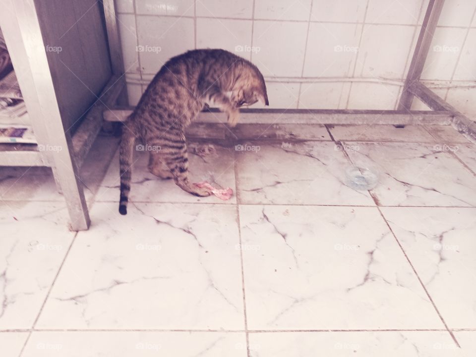 In motion cat hunter instic