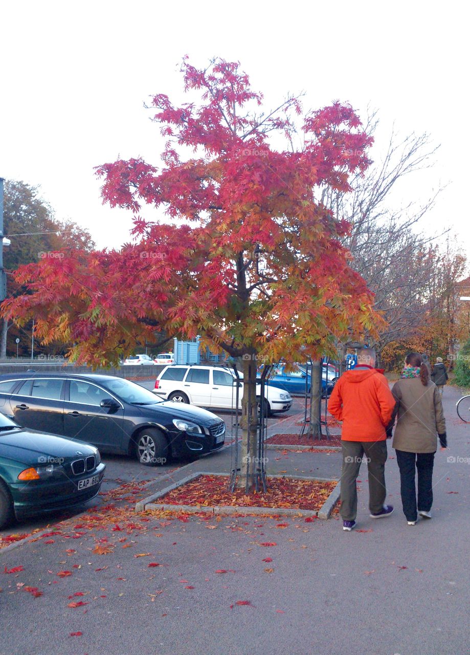 Couple taking a walk near tree. Couple taking a walk in the fall