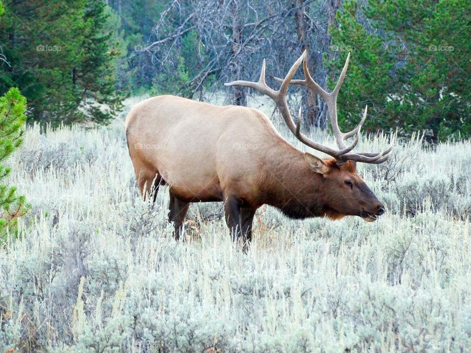Male elk grazing in Grand Tetons National Park