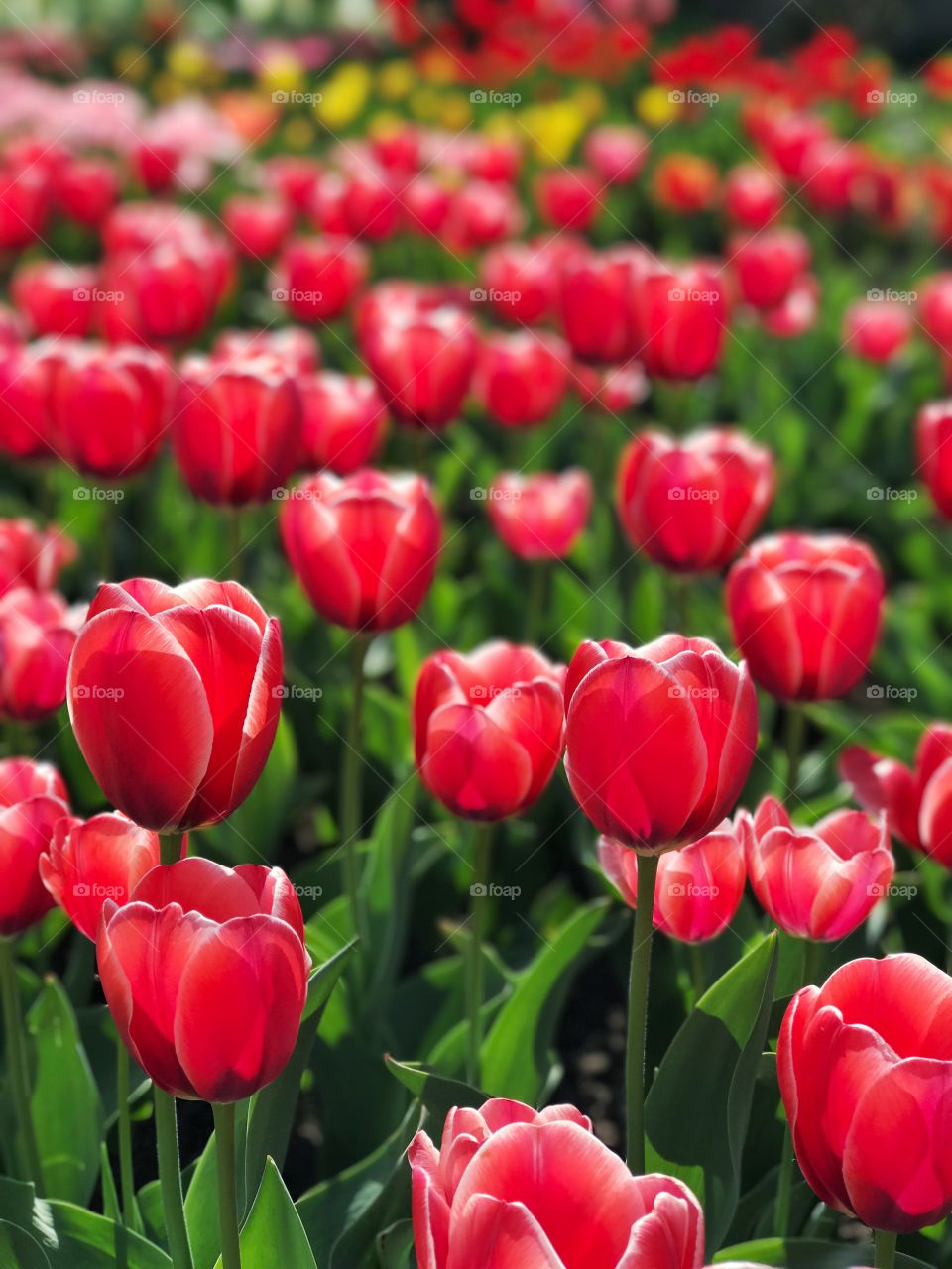 Beautiful tulips background. Hello spring