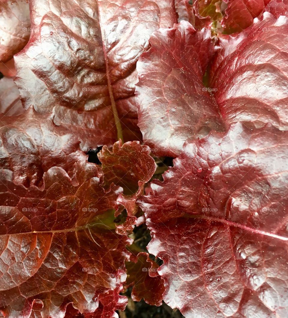 Red leaf lettuce