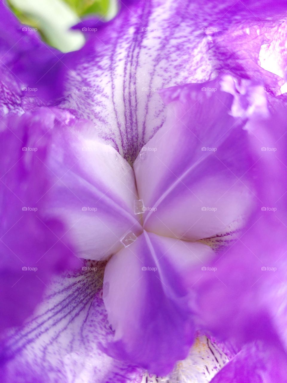 The beauty of flowers