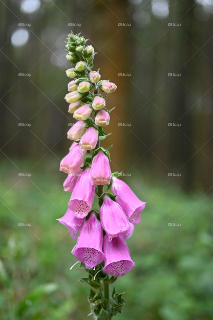 flower in the forest