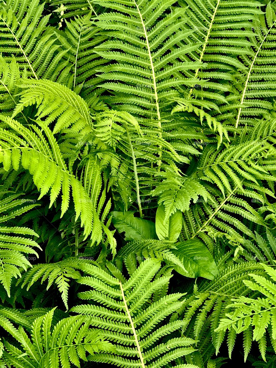 Luscious green ferns 