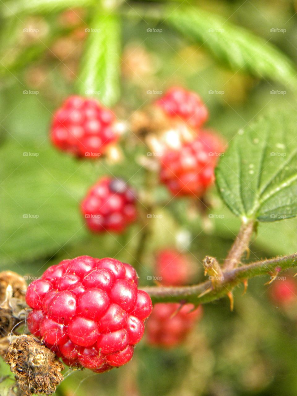 berries