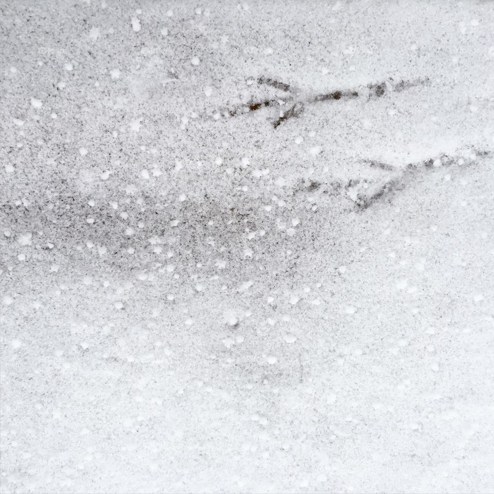 Bird feet in snow 
