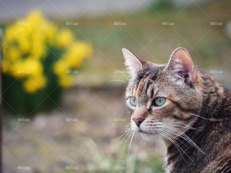 Cat with daffodils in background