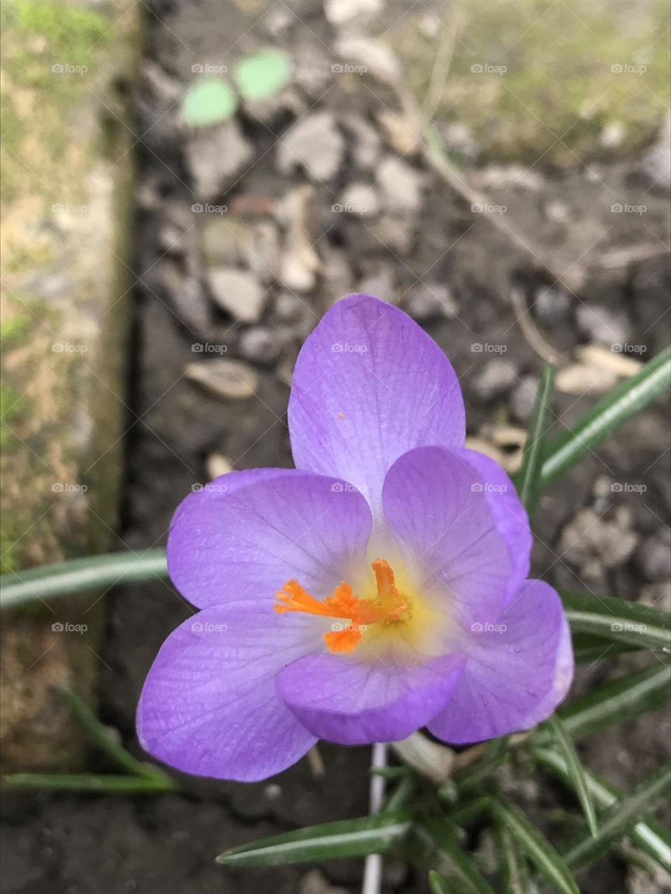 Purple crocus flower