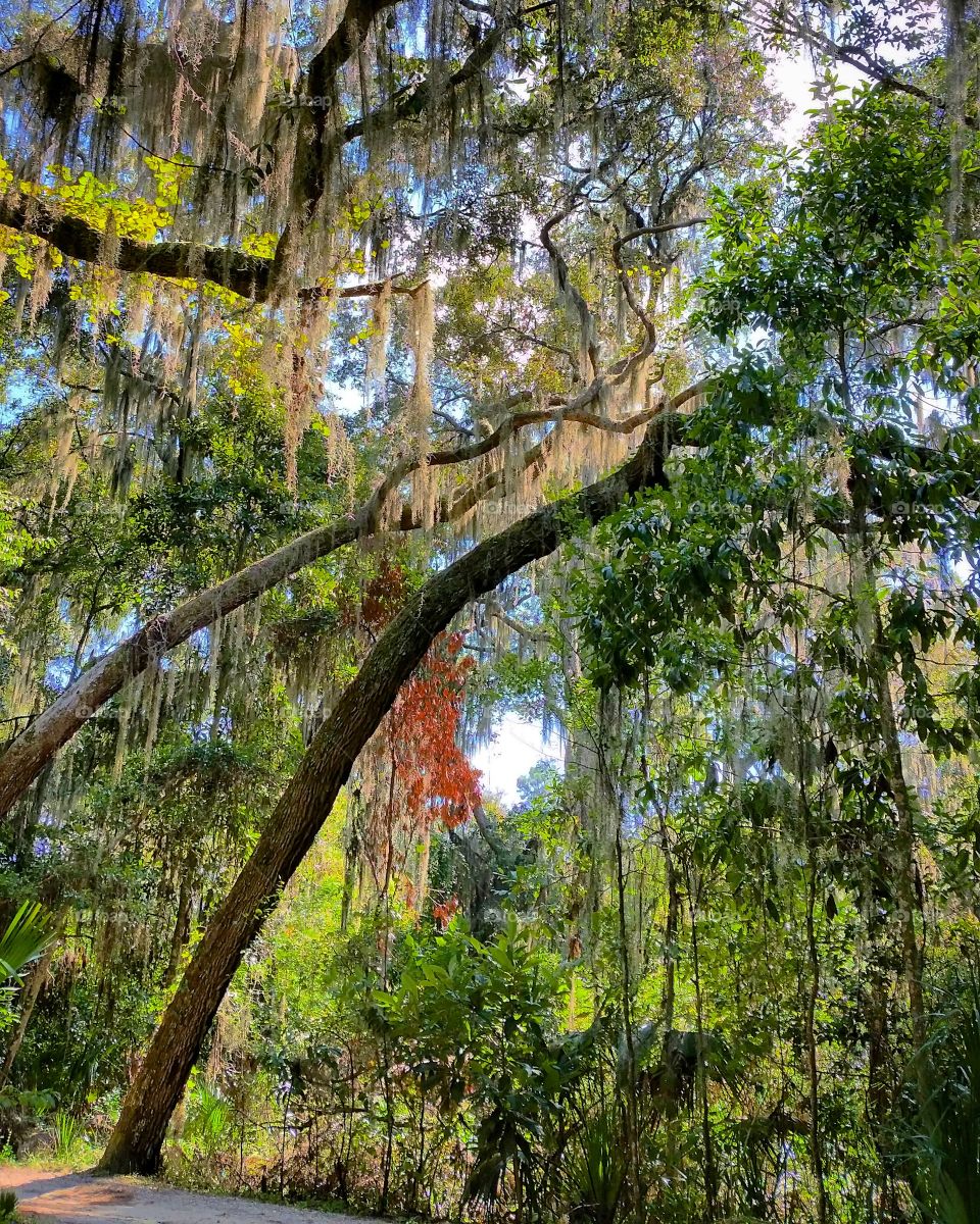 Spanish moss on tree