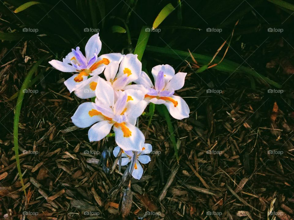 Close-up of a white wild flower