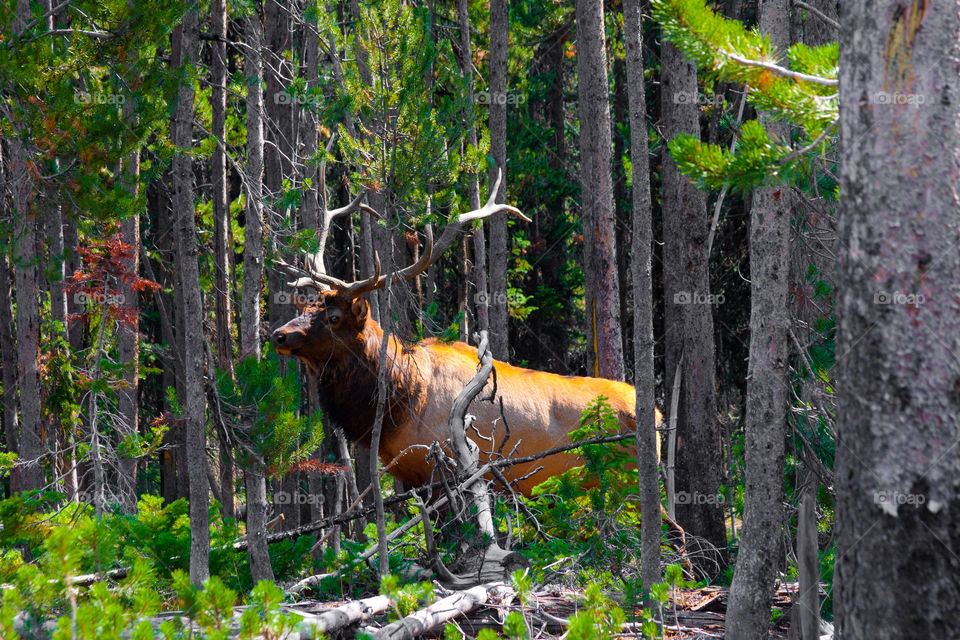Elk in the jungle in Yellowstone