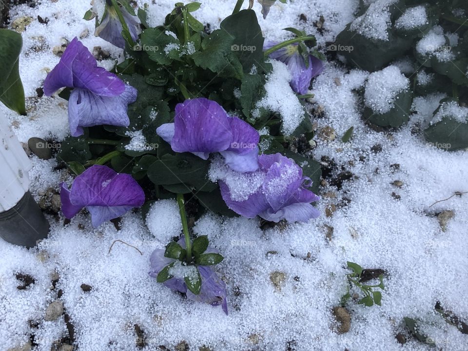 Winter blooms: Beautiful flowers adding color to the snowy backyard and bringing cheer in the wintry chill. 