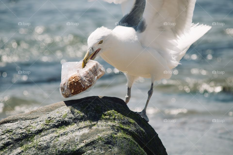 Ha ha, I got your sandwich 