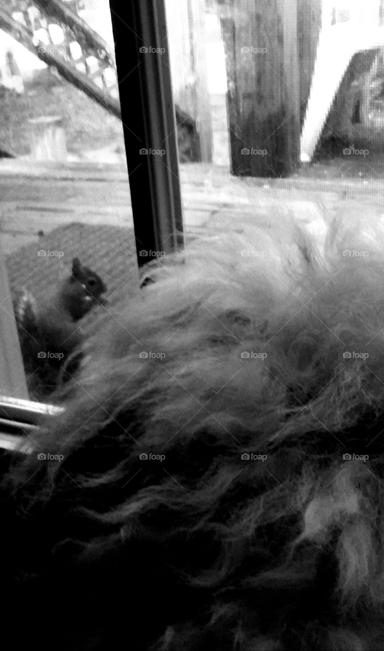 squirrel teasing the dog