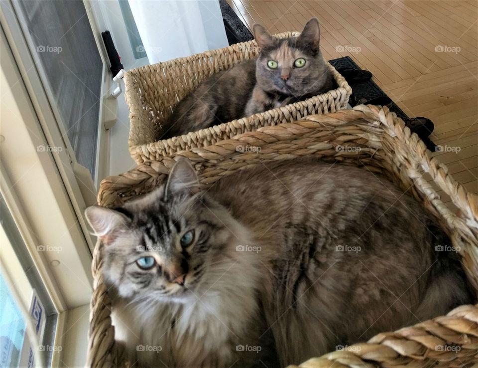 Fluffy Cats in Baskets