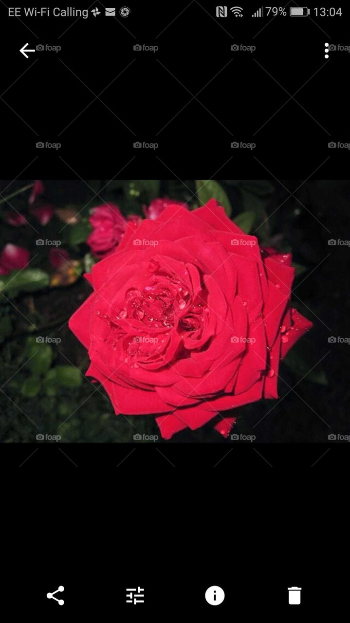 Red Garden rose