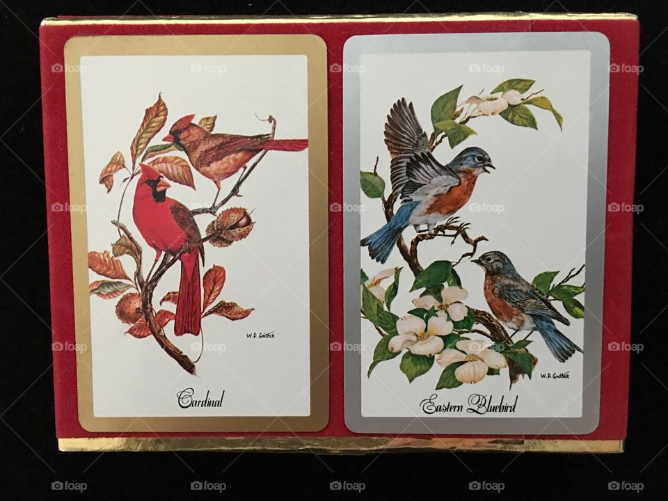 Vintage playing cards with red cardinal