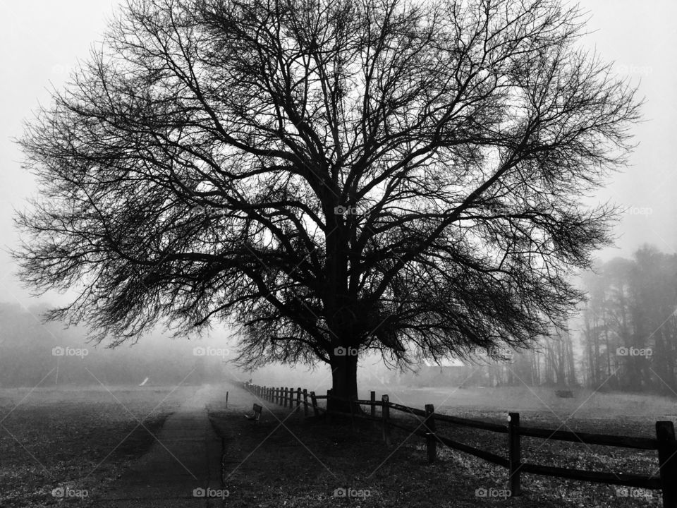 Haunting black and white of an enormous oak tree silhouetted by the fog in a rural setting with a wooden fence.  
