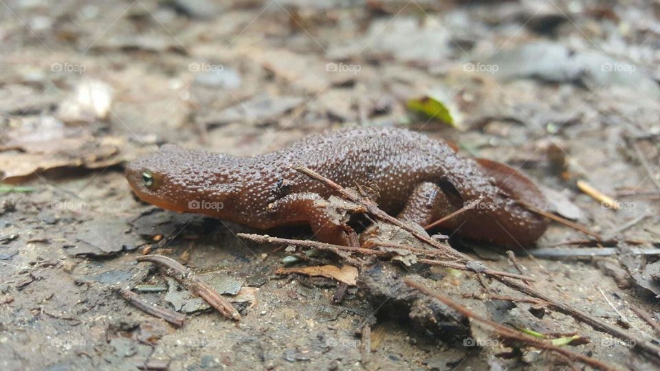 Salamander