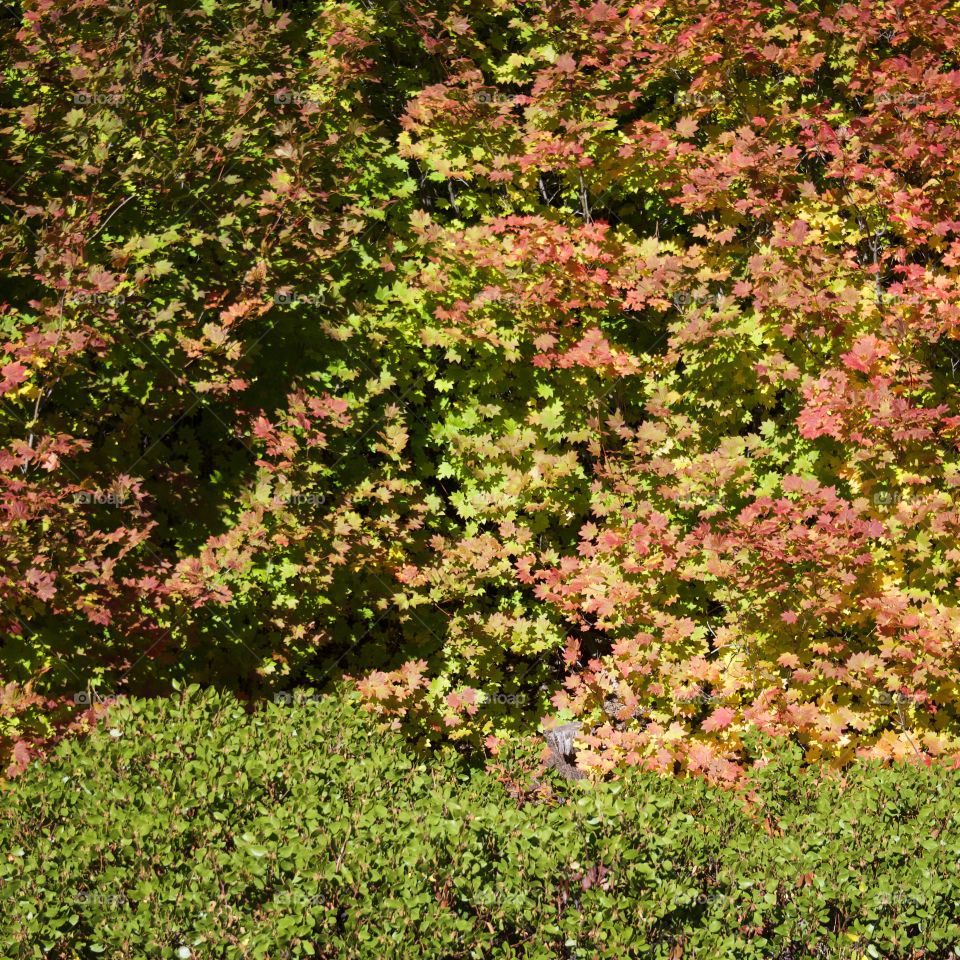 Multitudes of leaves by a manzanita bush in the forest changing to their fall colors of red, orange, and yellow on a bright autumn day. 