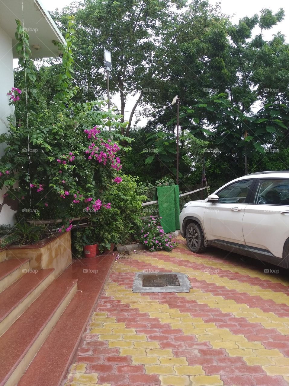 green shurb small size shurb looks very beautiful generally found everywhere seasonal