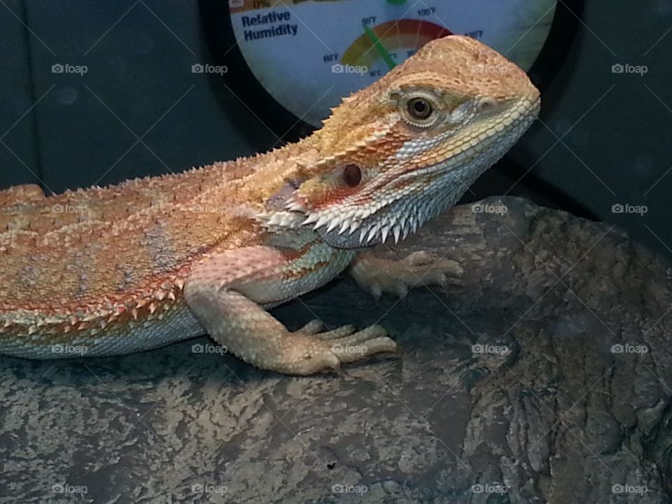 Bearded dragon