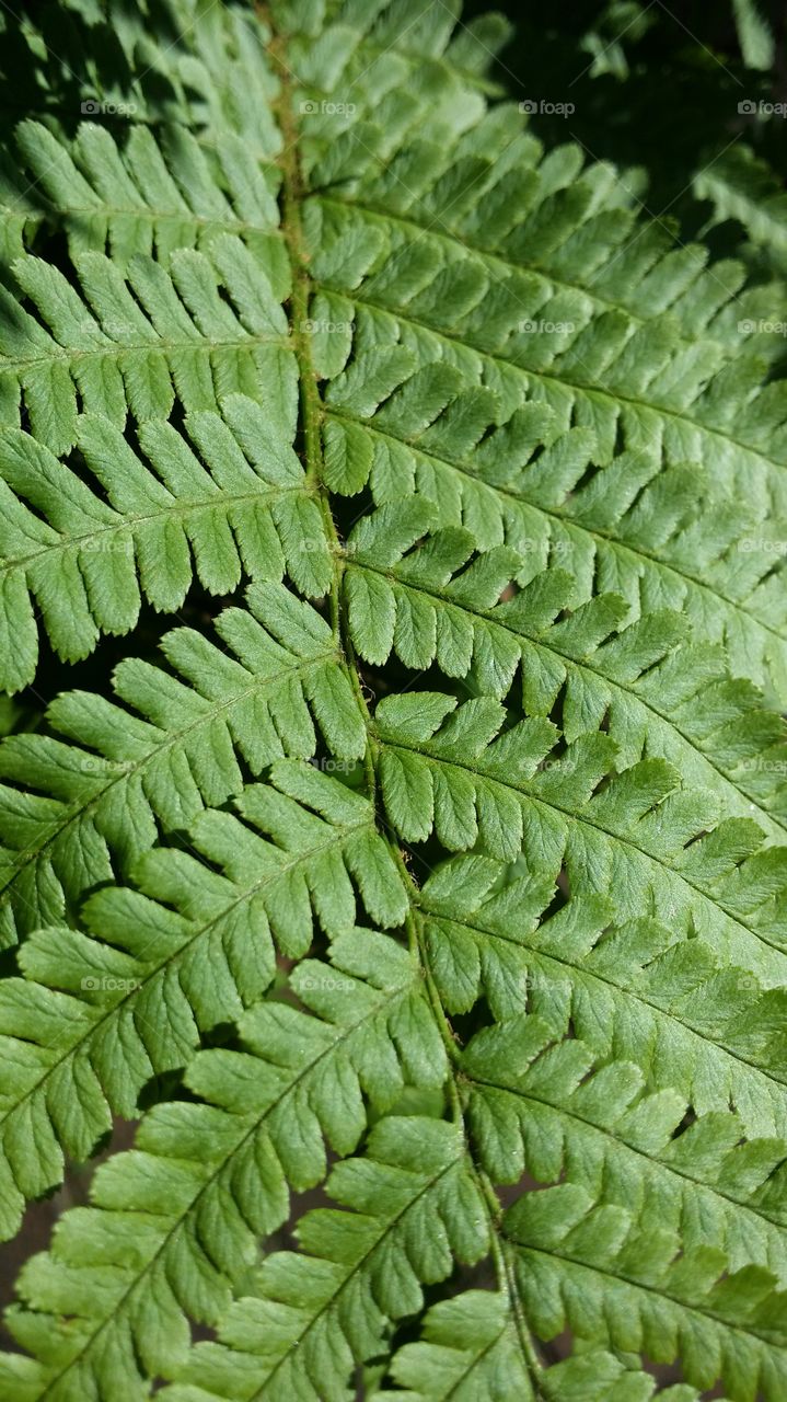 fern