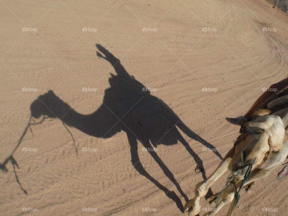 Shadow of the camel 