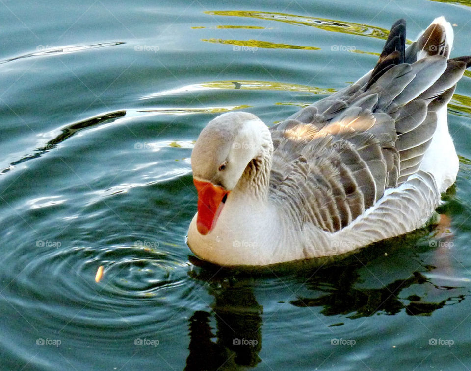 Duck eating his snack :-)