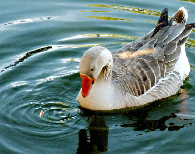 Duck eating his snack :-)