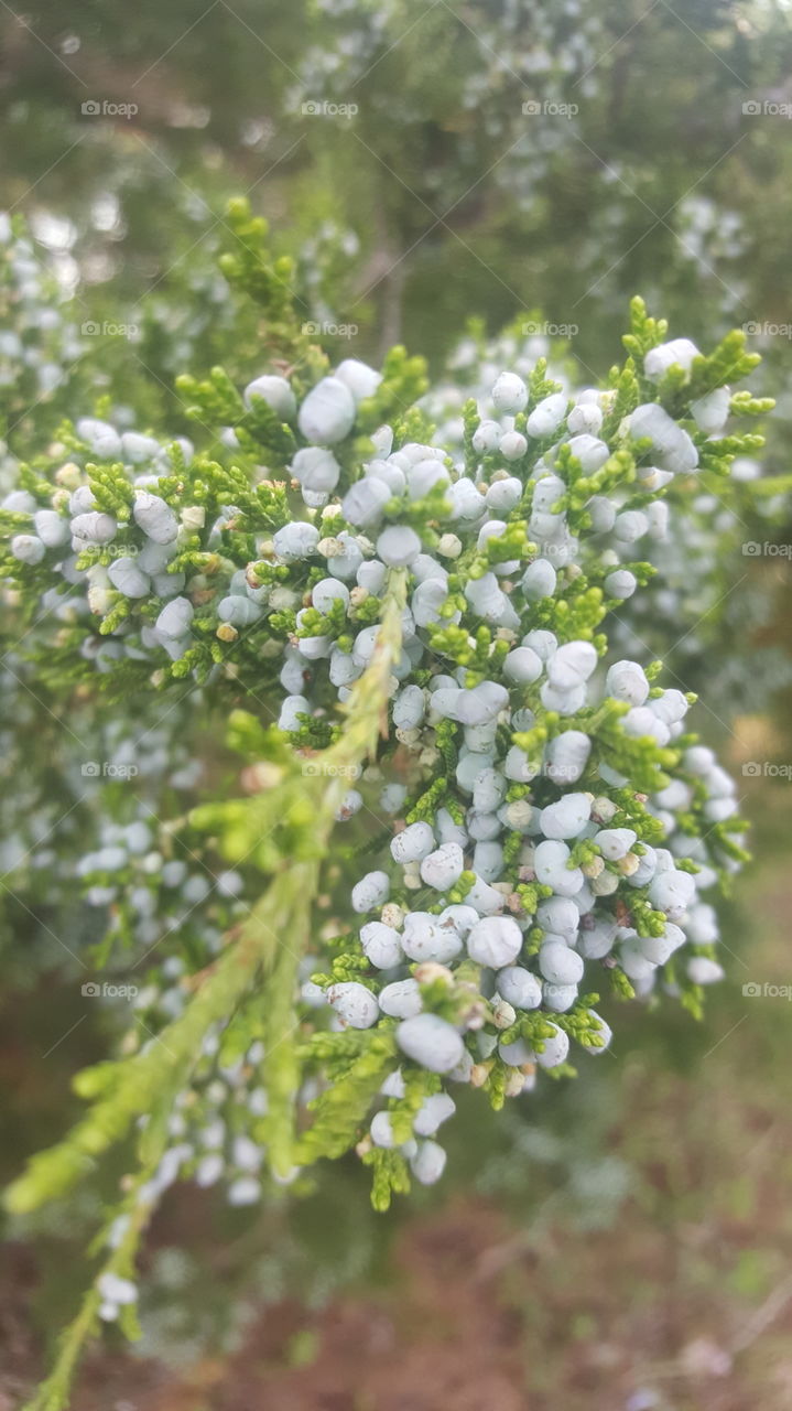 cedar berries