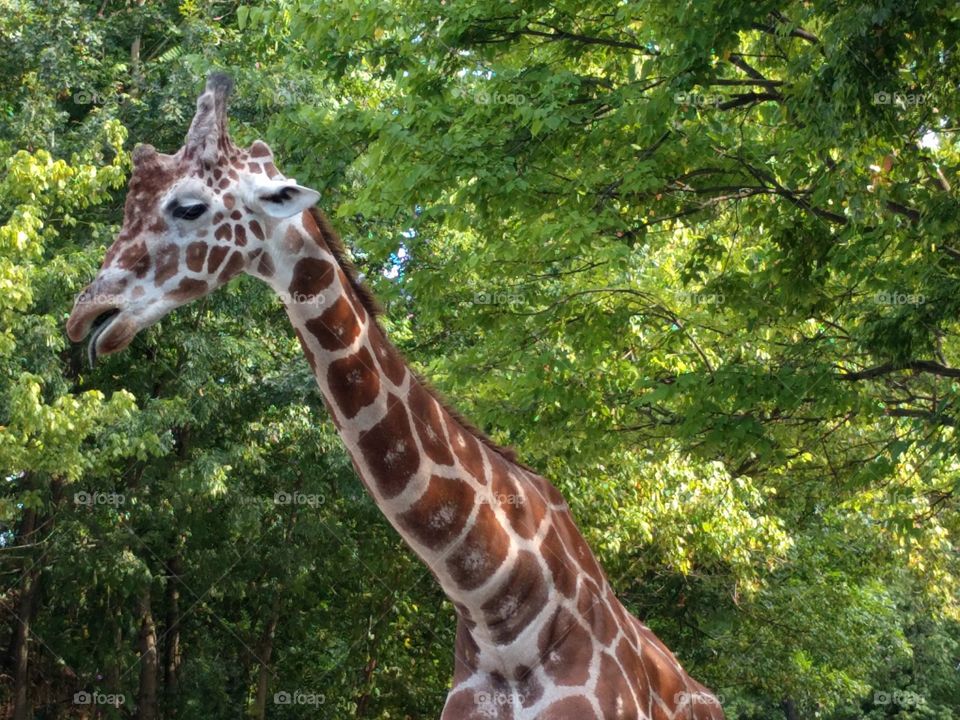 head - and neck - shot of giraffe at Memphis Zoo, summer 2016