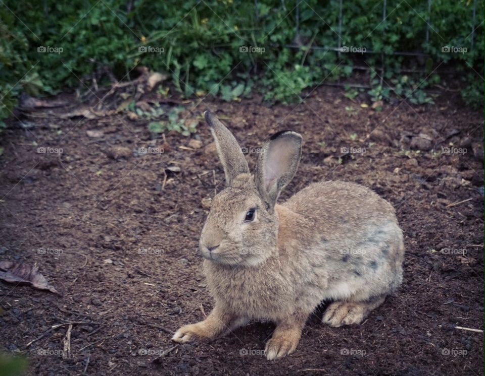 Rabbit#animal#nature#cute