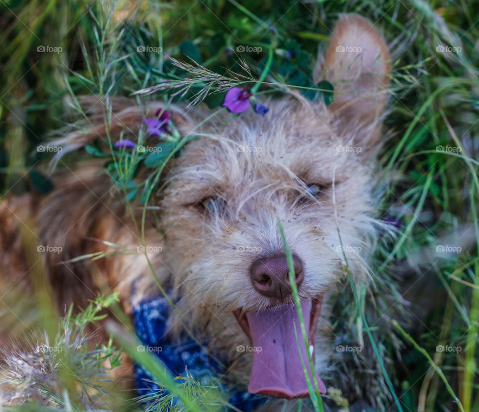 Very happy dog going crazy in the long grass, she’s accidentally created herself a headband of flowers