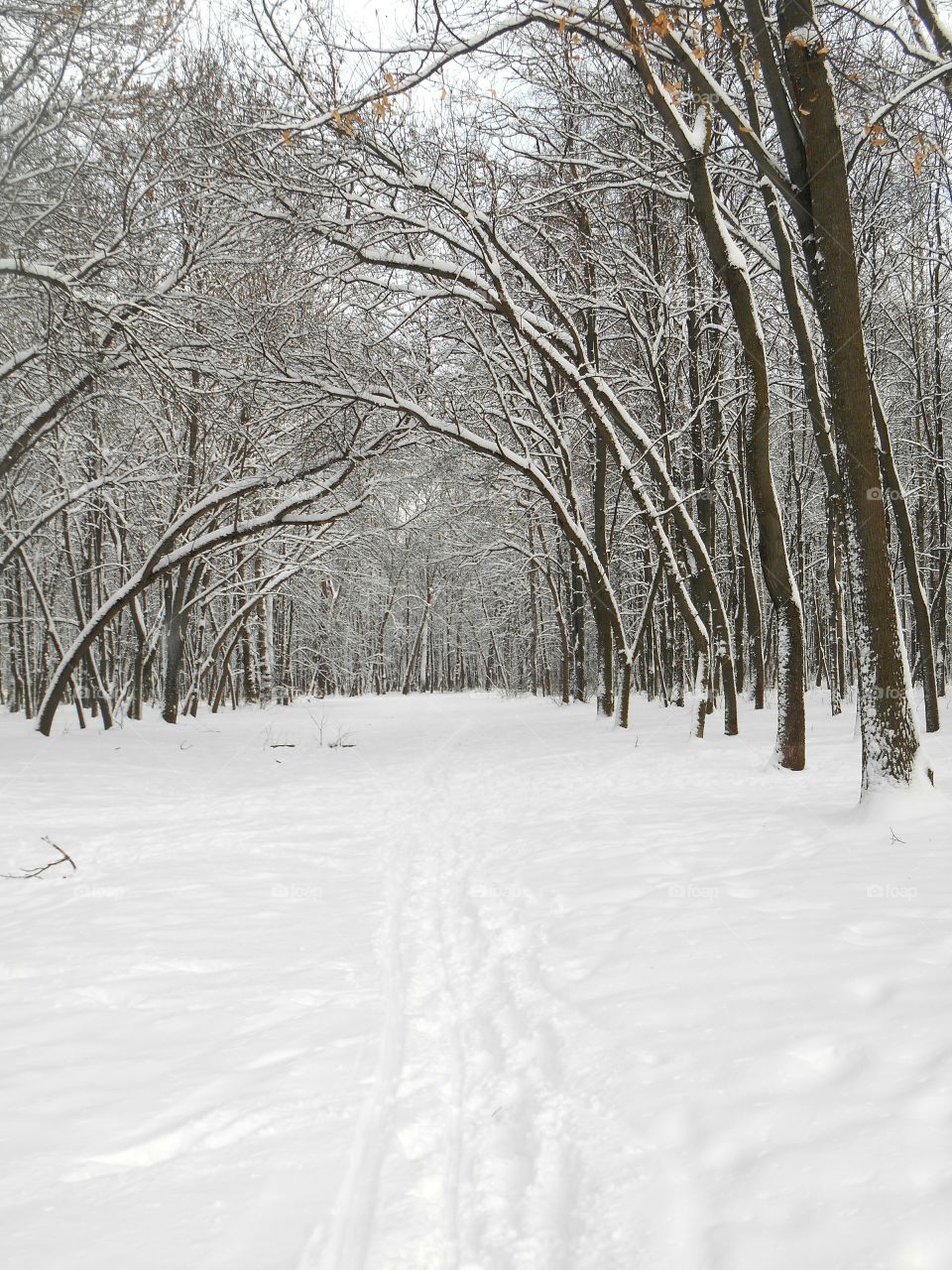 Snow, Winter, Cold, Frost, Ice