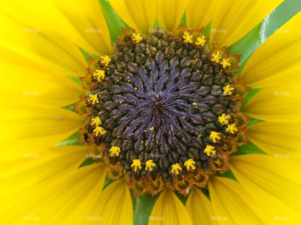 Macro of a yellow common sunflower center